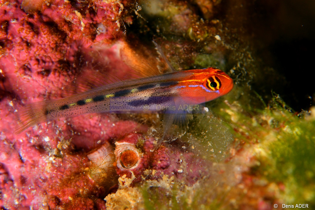 Elacatinus puncticulatus Gobie tete rouge-La Paz Ile de la Baleine-8m-20181026-Denis-ADER-DSC_0300_tn.jpg
